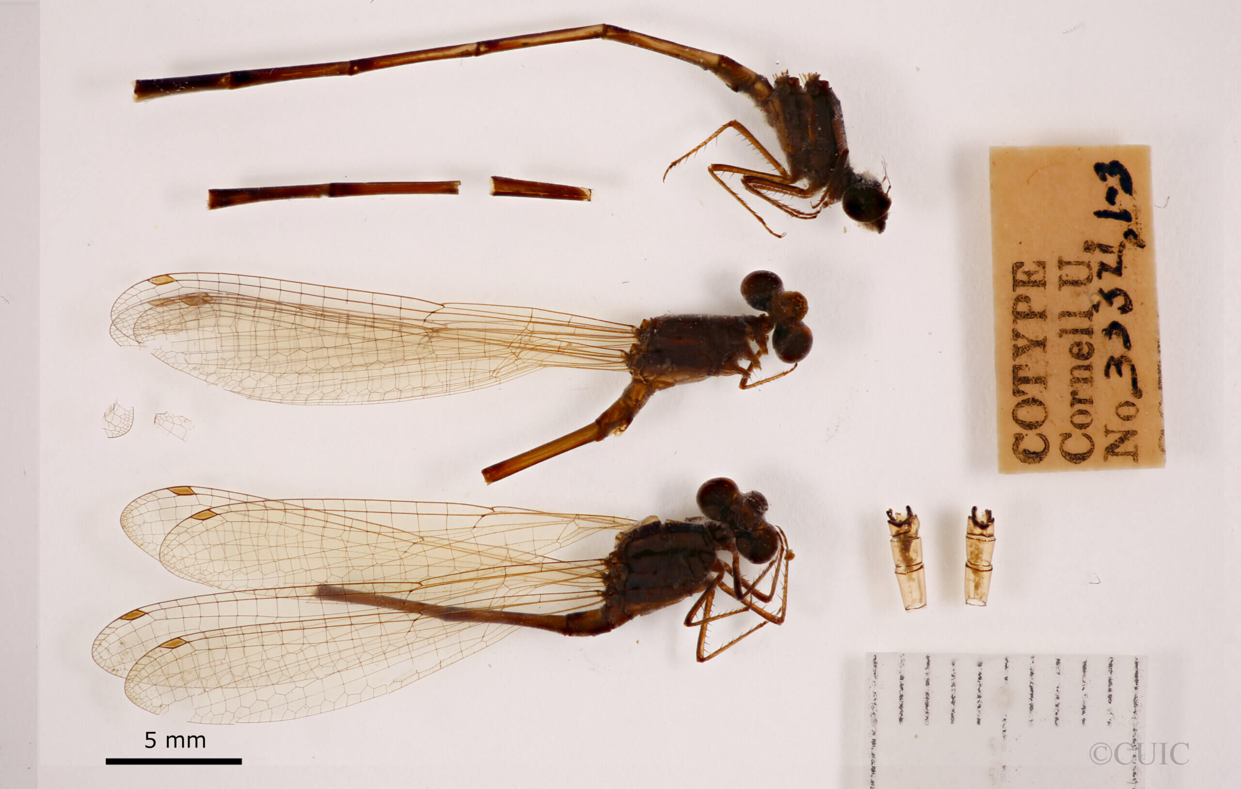 lateral view of adult Pseudagrion evanidum Needham & Gyger, 1939 in CUIC