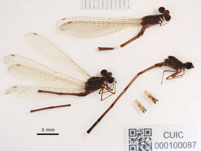 lateral view of adult Pseudagrion evanidum Needham & Gyger, 1939 in CUIC