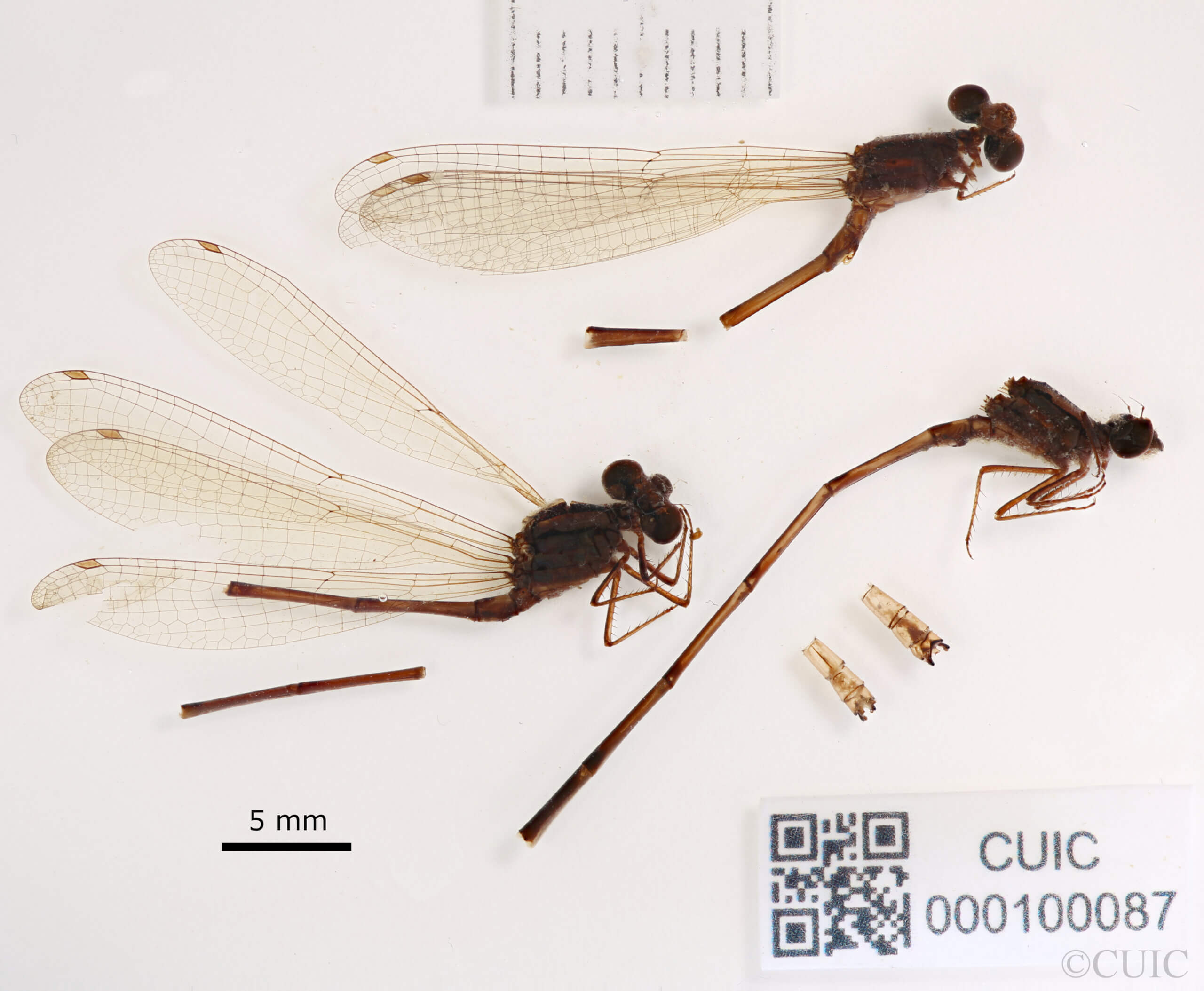 lateral view of adult Pseudagrion evanidum Needham & Gyger, 1939 in CUIC
