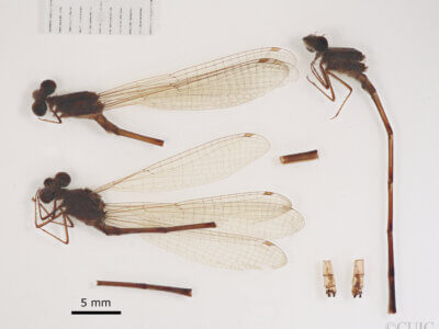 lateral view of adult Pseudagrion evanidum Needham & Gyger, 1939 in CUIC