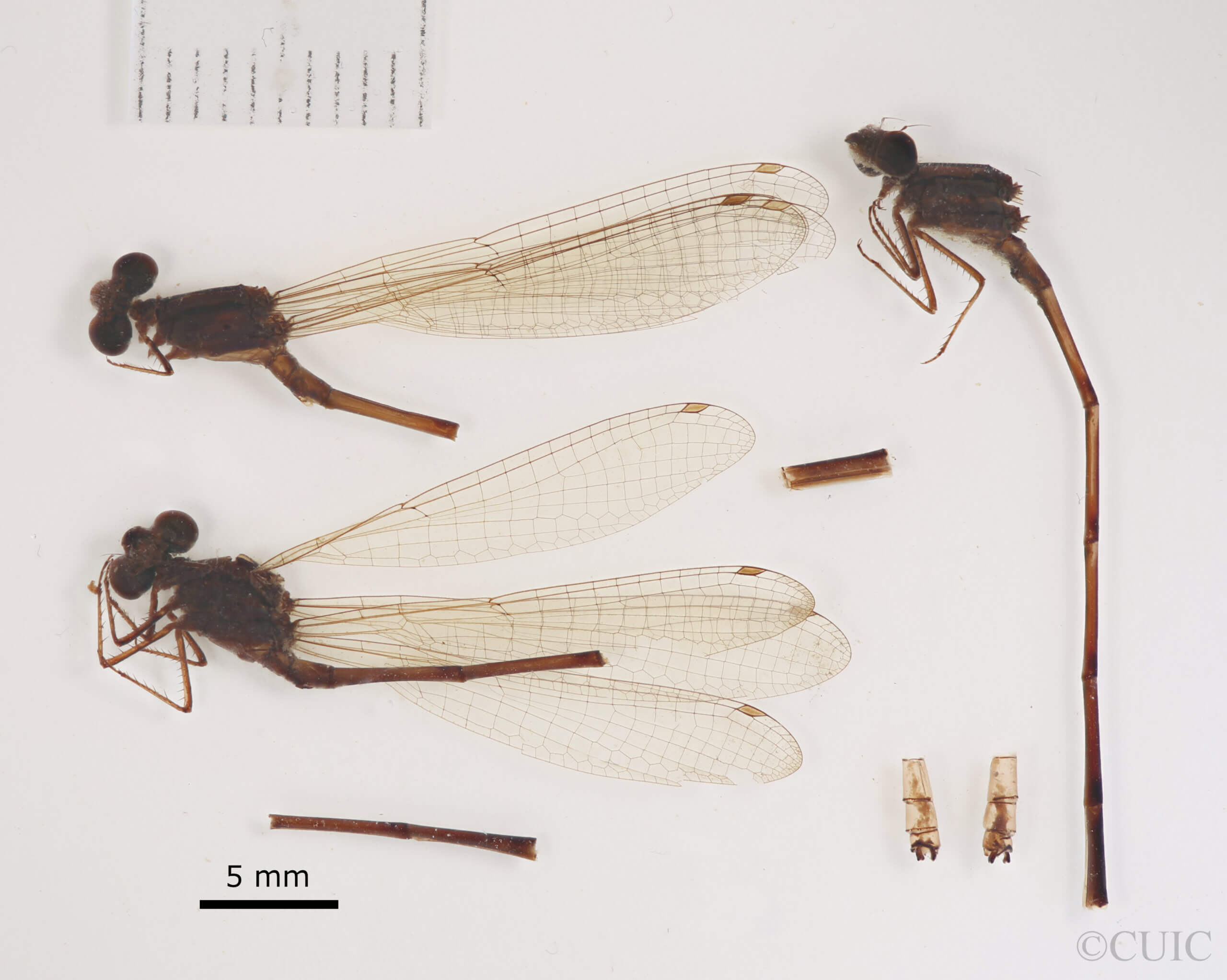 lateral view of adult Pseudagrion evanidum Needham & Gyger, 1939 in CUIC