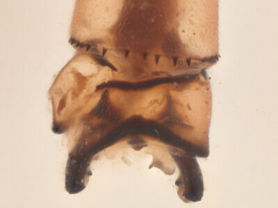 genitalia view of adult Pseudagrion evanidum Needham & Gyger, 1939 in CUIC