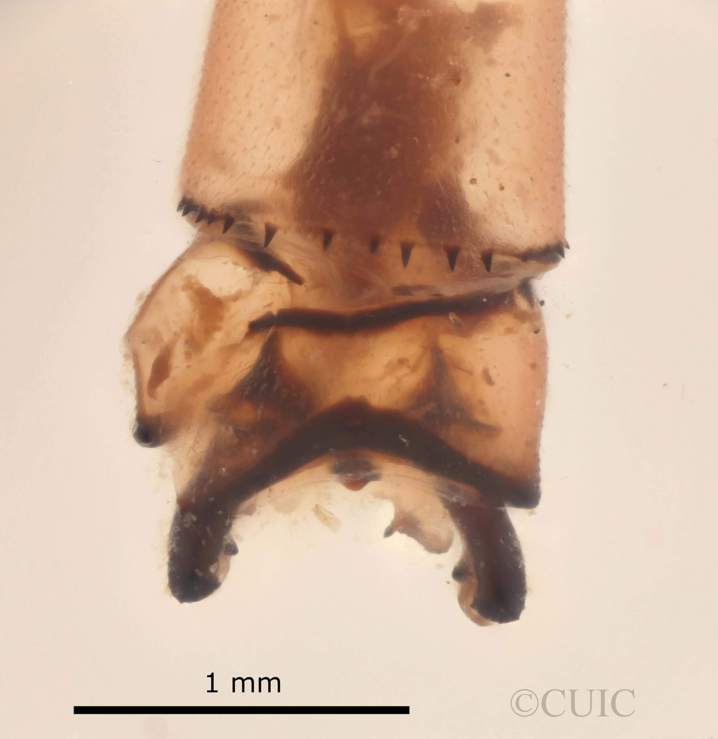 genitalia view of adult Pseudagrion evanidum Needham & Gyger, 1939 in CUIC