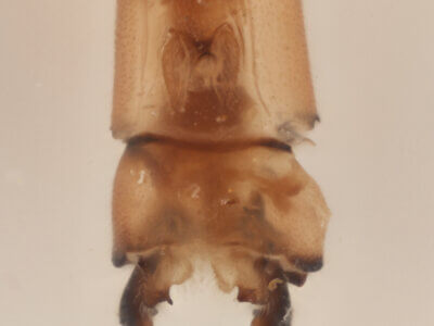 genitalia view of adult Pseudagrion evanidum Needham & Gyger, 1939 in CUIC