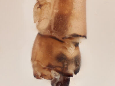 genitalia view of adult Pseudagrion evanidum Needham & Gyger, 1939 in CUIC