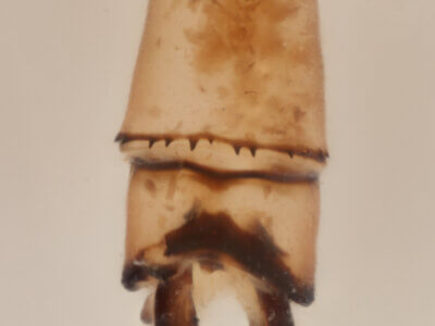 genitalia view of adult Pseudagrion evanidum Needham & Gyger, 1939 in CUIC