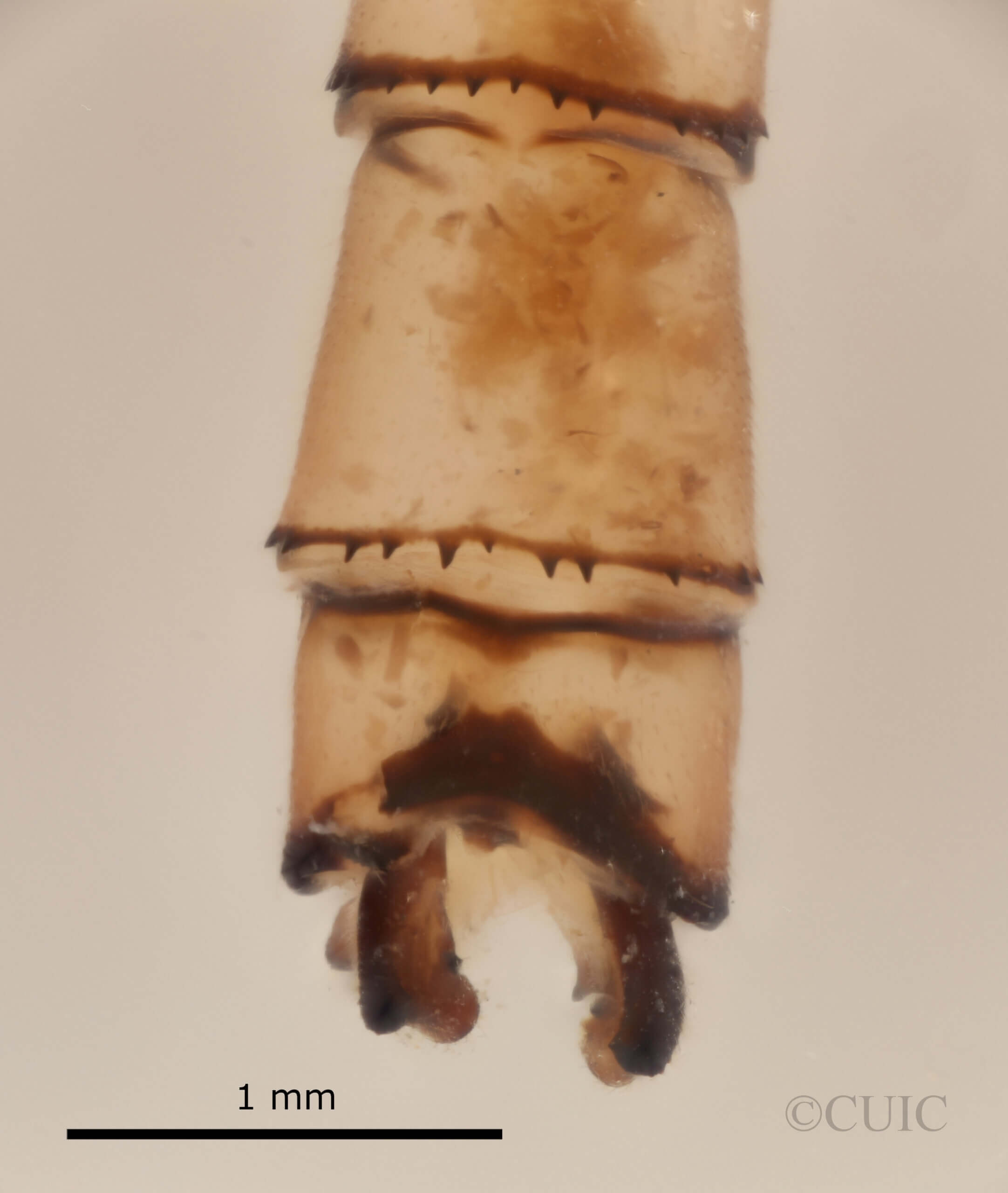 genitalia view of adult Pseudagrion evanidum Needham & Gyger, 1939 in CUIC