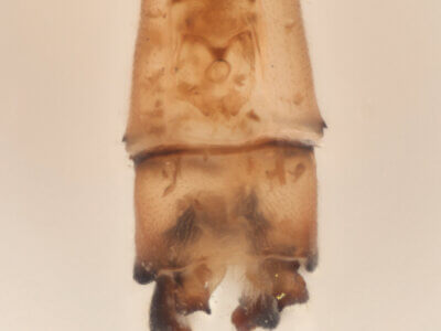 genitalia view of adult Pseudagrion evanidum Needham & Gyger, 1939 in CUIC