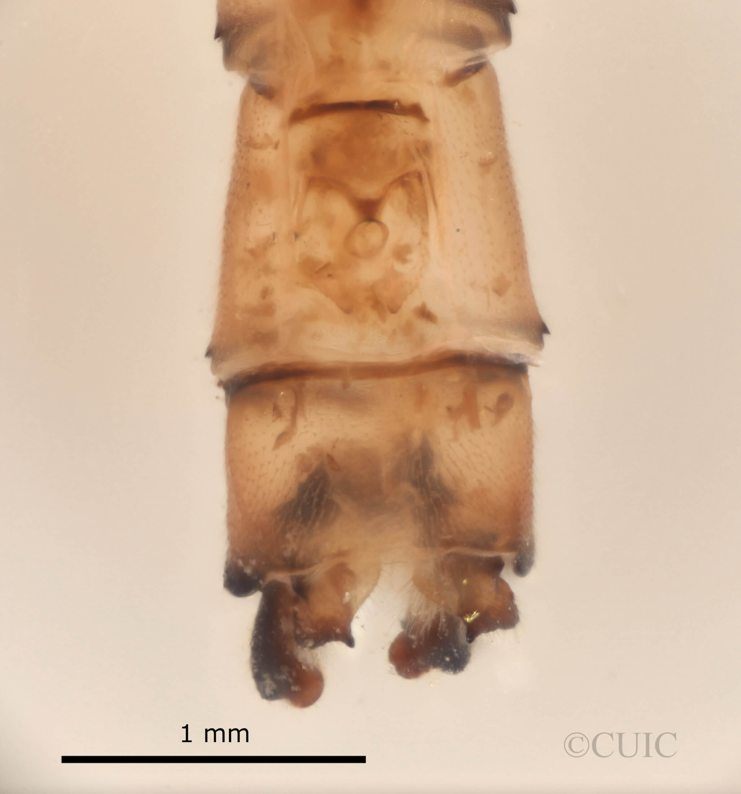 genitalia view of adult Pseudagrion evanidum Needham & Gyger, 1939 in CUIC