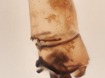 genitalia view of adult Pseudagrion evanidum Needham & Gyger, 1939 in CUIC