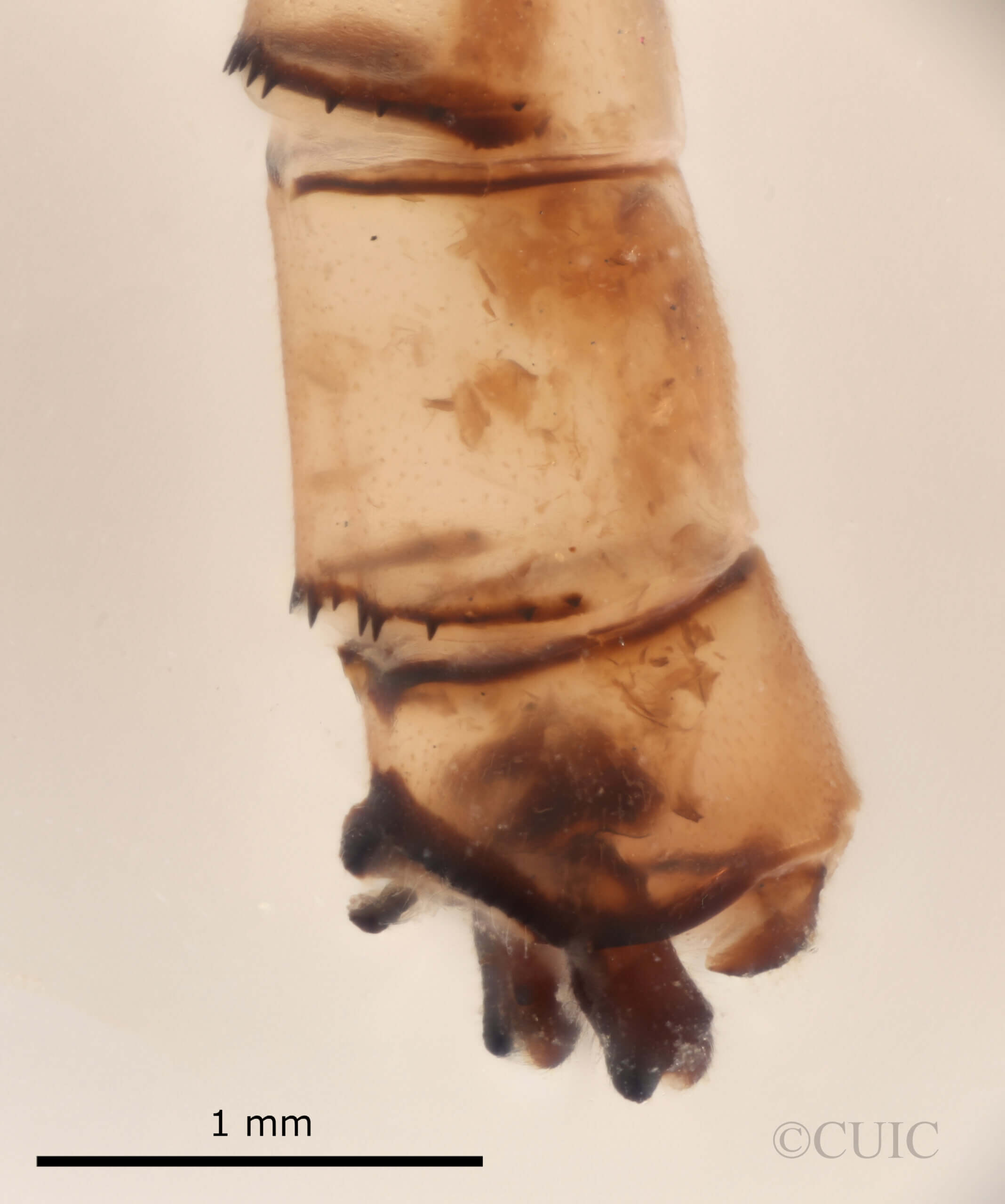 genitalia view of adult Pseudagrion evanidum Needham & Gyger, 1939 in CUIC