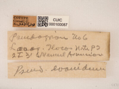label view of adult Pseudagrion evanidum Needham & Gyger, 1939 in CUIC