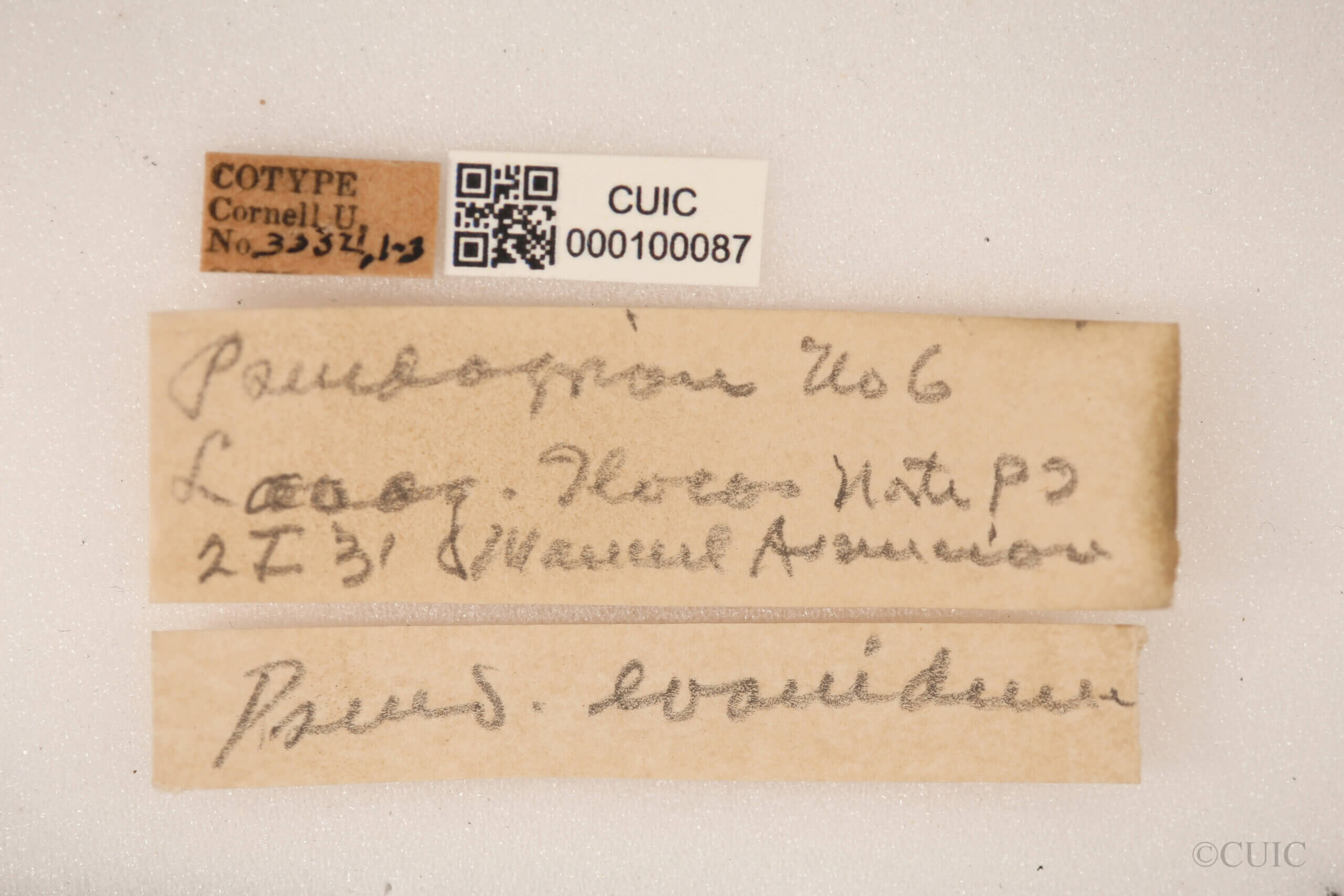 label view of adult Pseudagrion evanidum Needham & Gyger, 1939 in CUIC