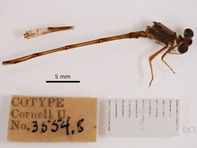 lateral view of adult Pseudagrion evanidum Needham & Gyger, 1939 in CUIC