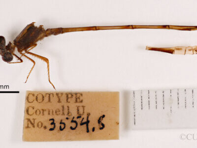 lateral view of Pseudagrion evanidum Needham & Gyger, 1939 in CUIC