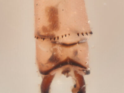 genitalia view of adult Pseudagrion evanidum Needham & Gyger, 1939 in CUIC