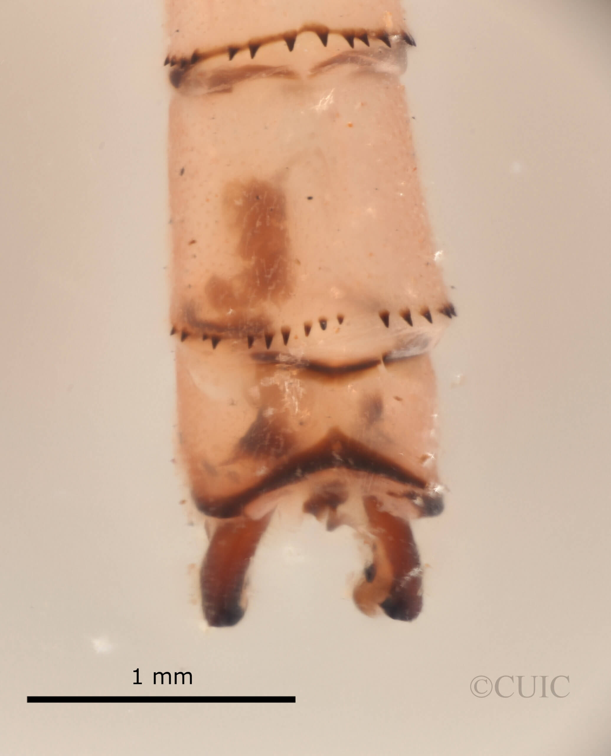 genitalia view of adult Pseudagrion evanidum Needham & Gyger, 1939 in CUIC