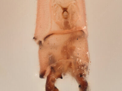 genitalia view of adult Pseudagrion evanidum Needham & Gyger, 1939 in CUIC