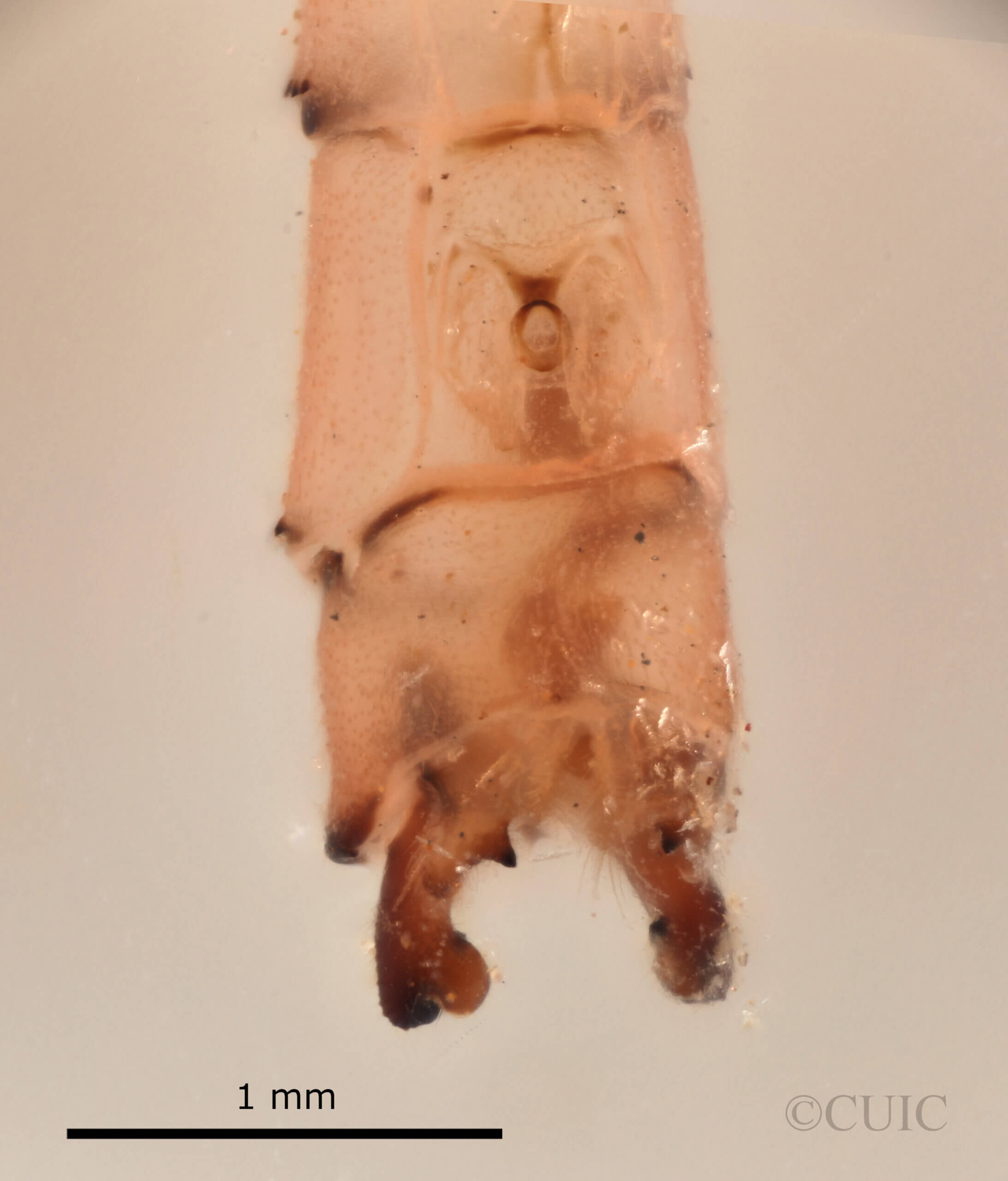 genitalia view of adult Pseudagrion evanidum Needham & Gyger, 1939 in CUIC
