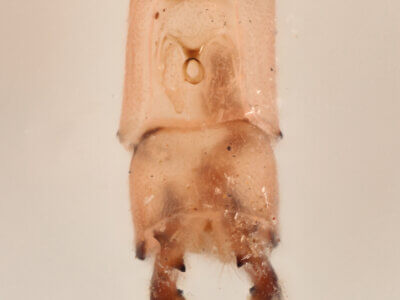 genitalia view of adult Pseudagrion evanidum Needham & Gyger, 1939