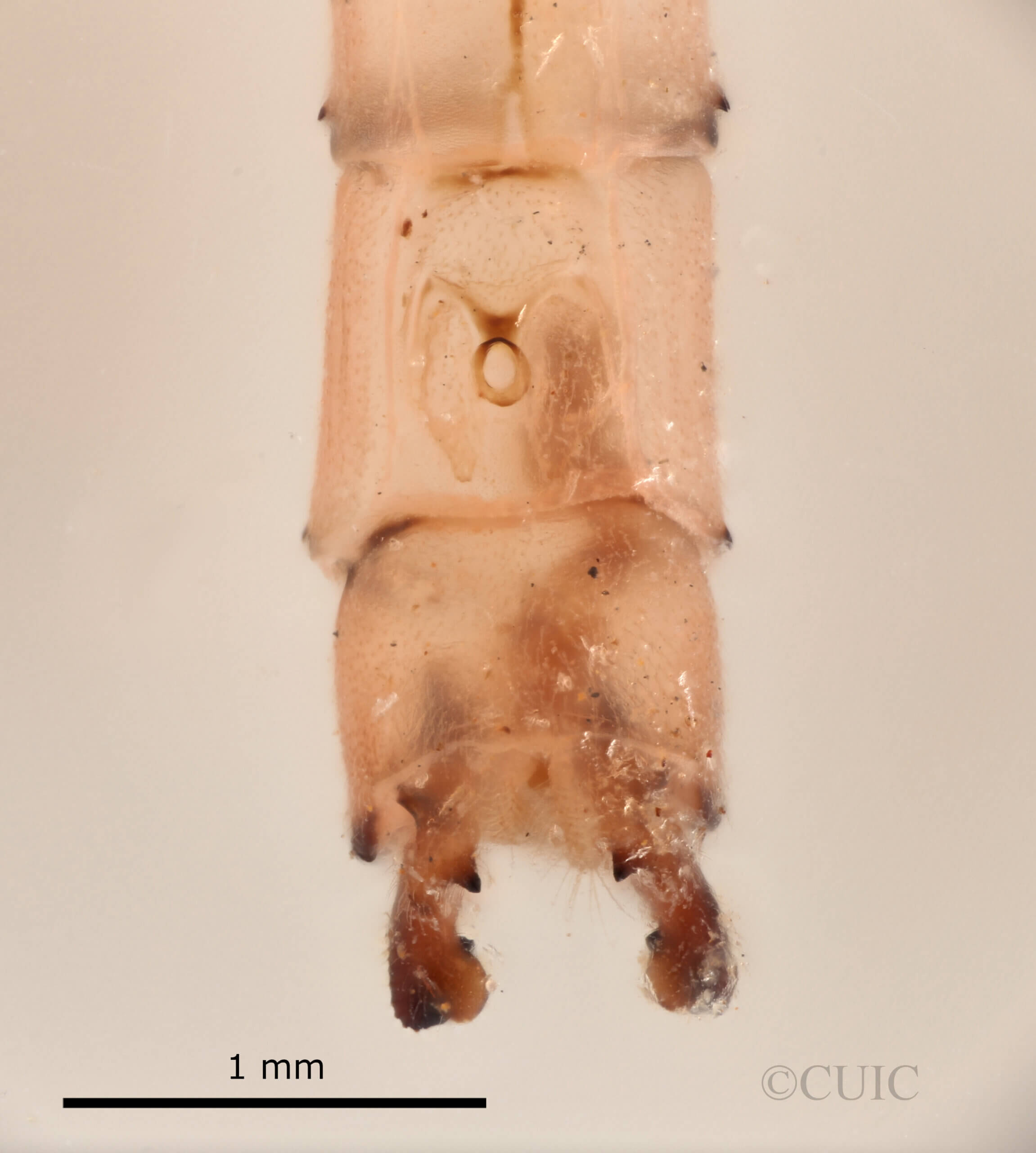 genitalia view of adult Pseudagrion evanidum Needham & Gyger, 1939