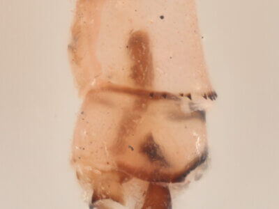 genitalia view of adult Pseudagrion evanidum Needham & Gyger, 1939 in CUIC