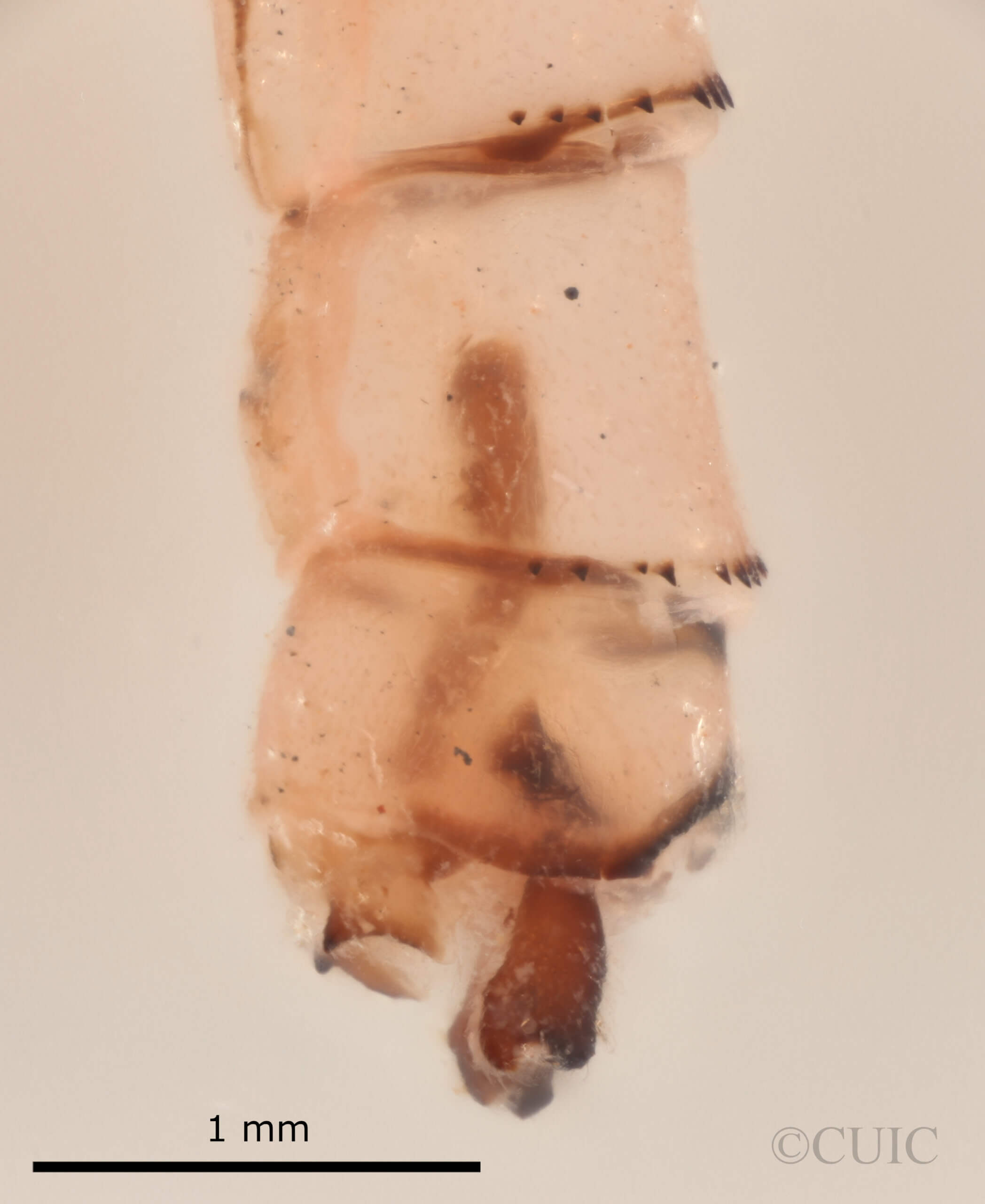 genitalia view of adult Pseudagrion evanidum Needham & Gyger, 1939 in CUIC