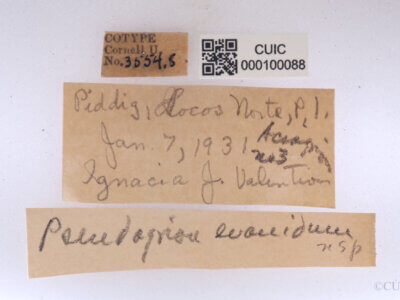 label view of adult Pseudagrion evanidum Needham & Gyger, 1939 in CUIC