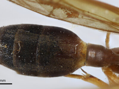 dorsal view of adult Gymnopolybia cornellianaRichards, 1943 in CUIC