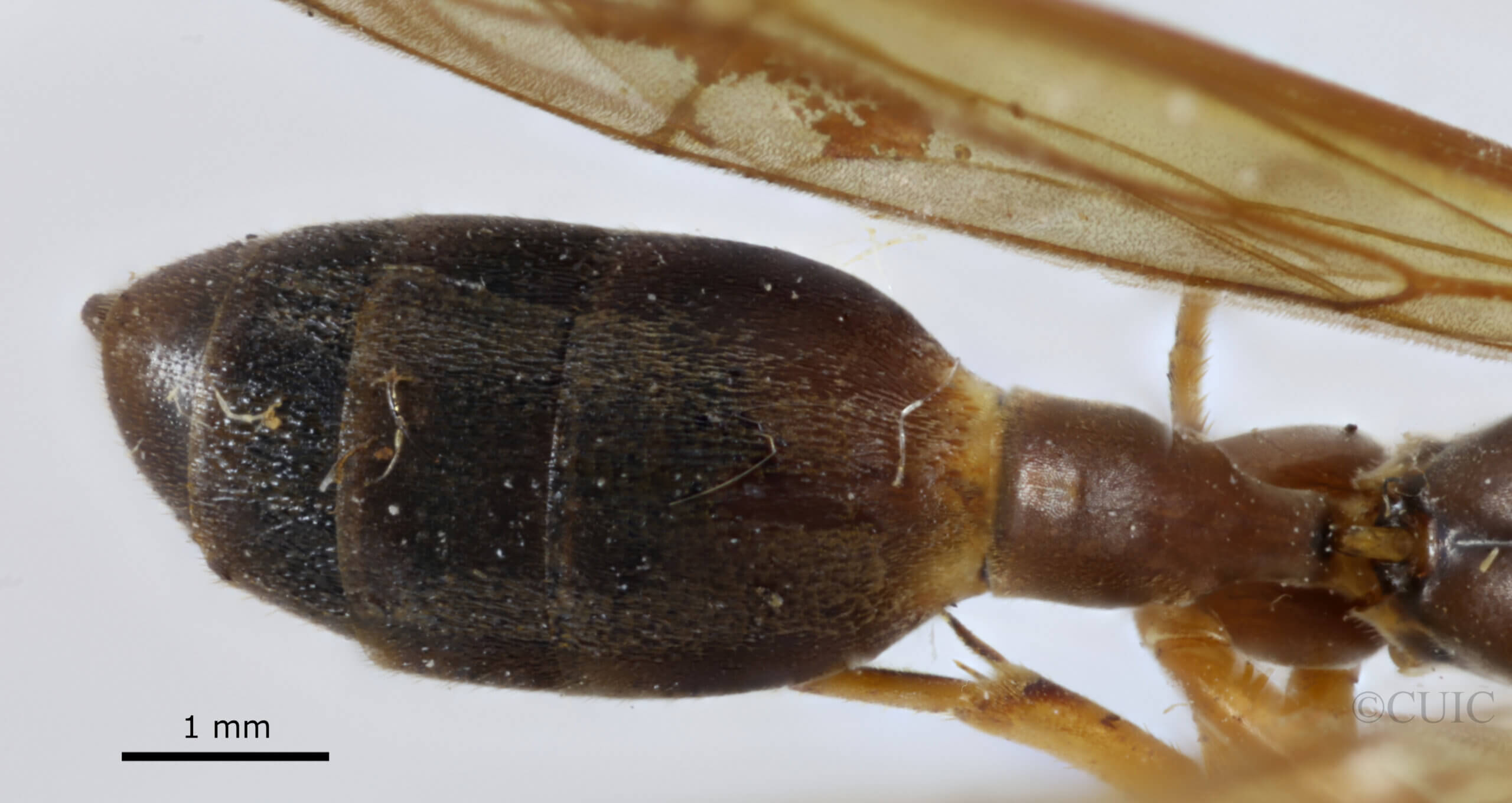 dorsal view of adult Gymnopolybia cornellianaRichards, 1943 in CUIC