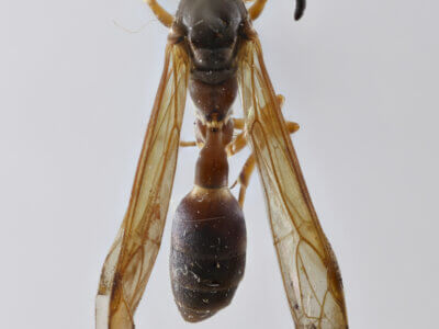 dorsal view of adult Gymnopolybia cornellianaRichards, 1943 in CUIC