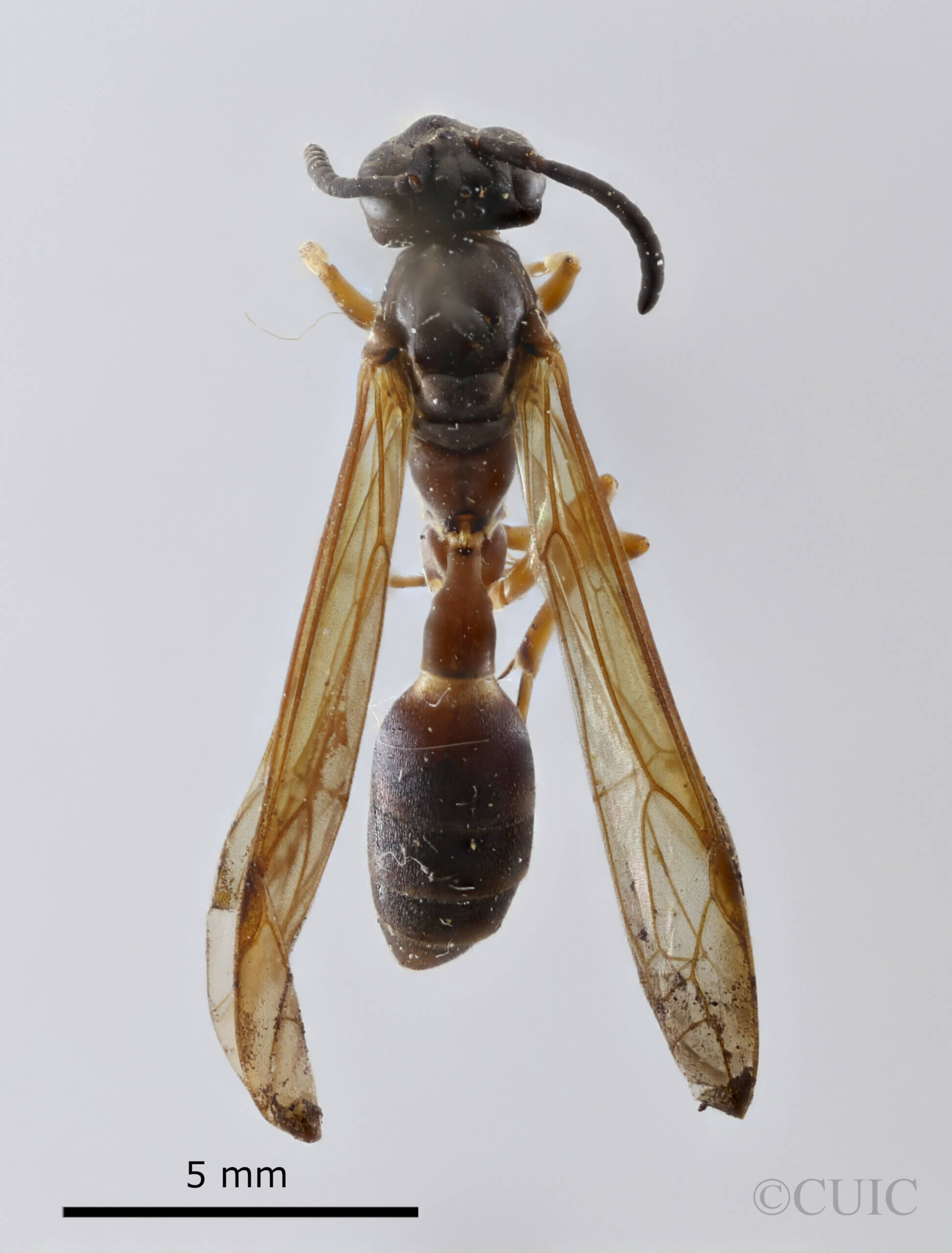 dorsal view of adult Gymnopolybia cornellianaRichards, 1943 in CUIC