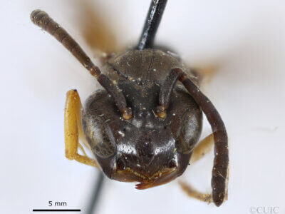 adult Gymnopolybia cornellianaRichards, 1943 in CUIC