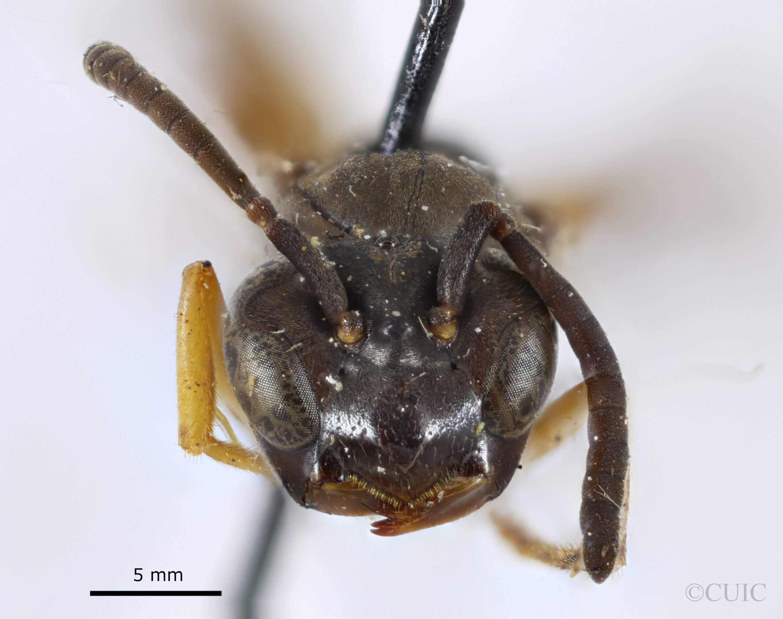 adult Gymnopolybia cornellianaRichards, 1943 in CUIC