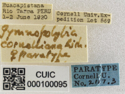 label view of adult Gymnopolybia cornellianaRichards, 1943 in CUIC