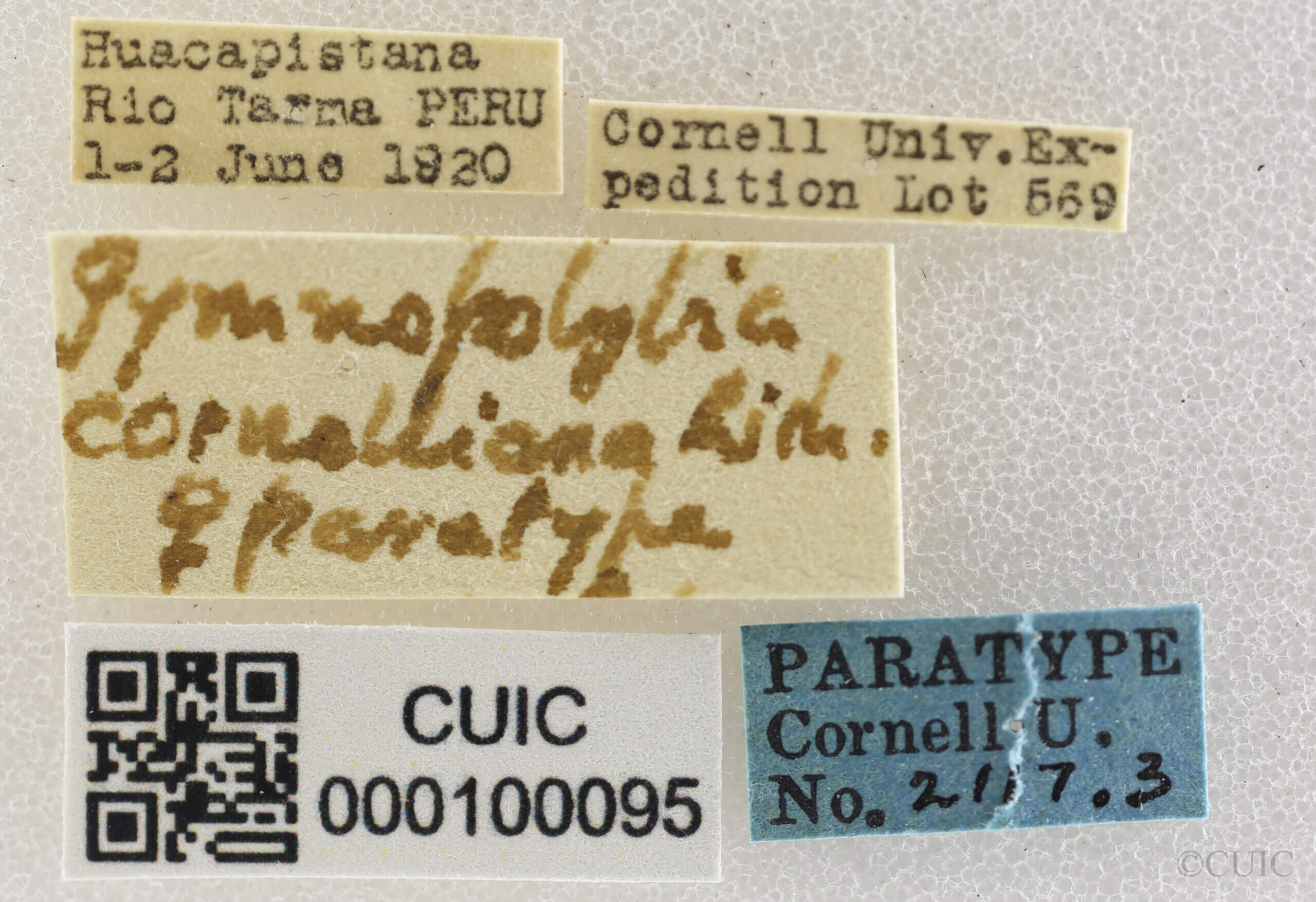 label view of adult Gymnopolybia cornellianaRichards, 1943 in CUIC