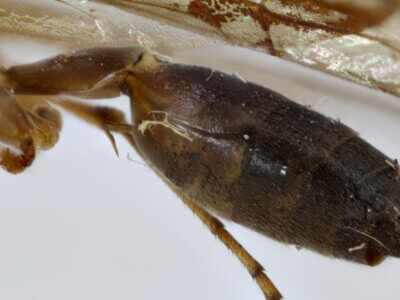 lateral view of adult Gymnopolybia cornellianaRichards, 1943 in CUIC