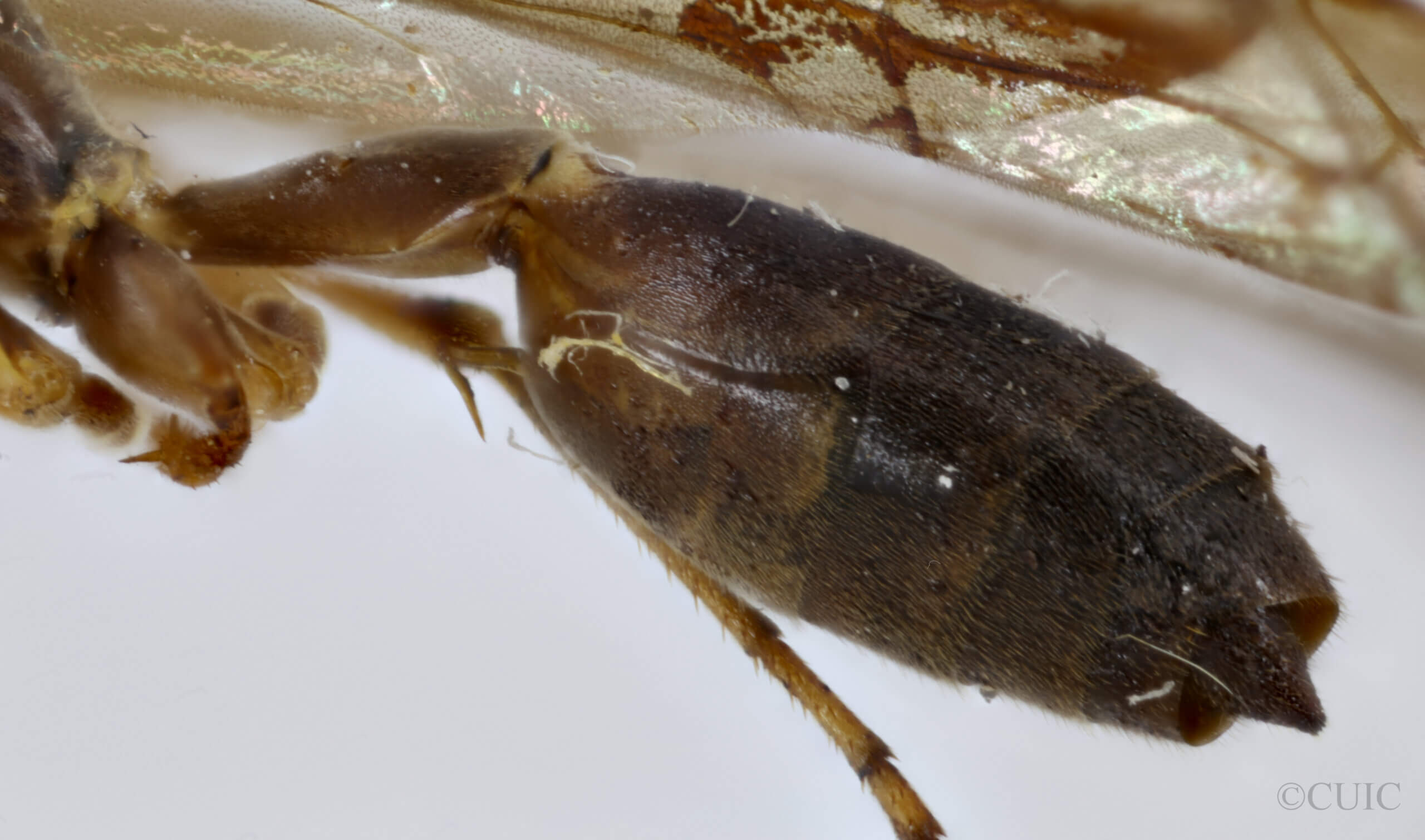 lateral view of adult Gymnopolybia cornellianaRichards, 1943 in CUIC