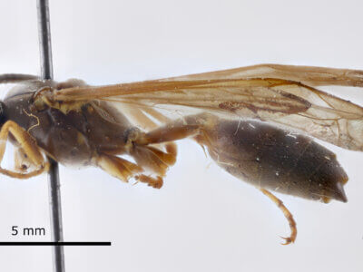 lateral view of adult Gymnopolybia cornellianaRichards, 1943 in CUIC