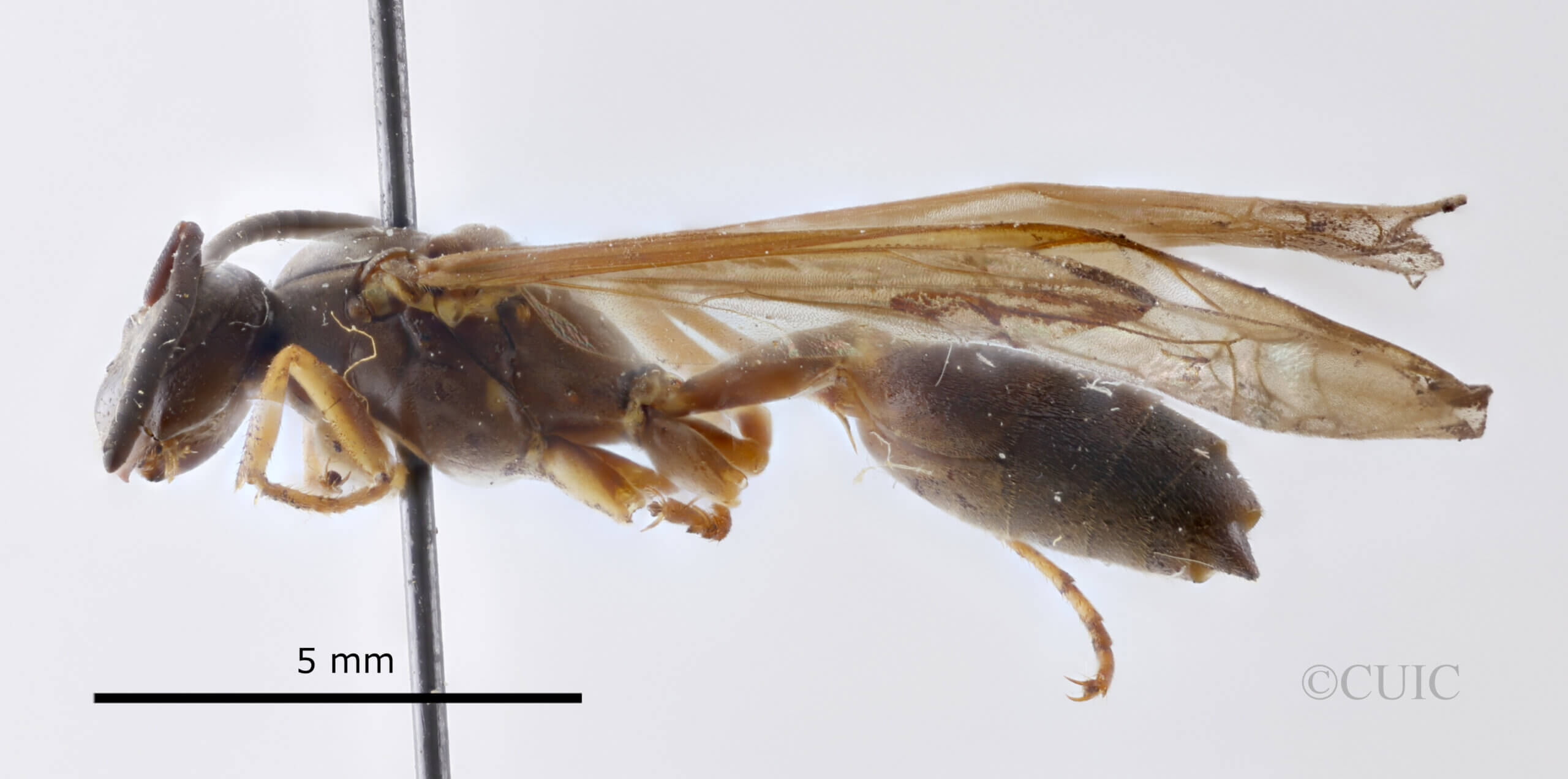 lateral view of adult Gymnopolybia cornellianaRichards, 1943 in CUIC