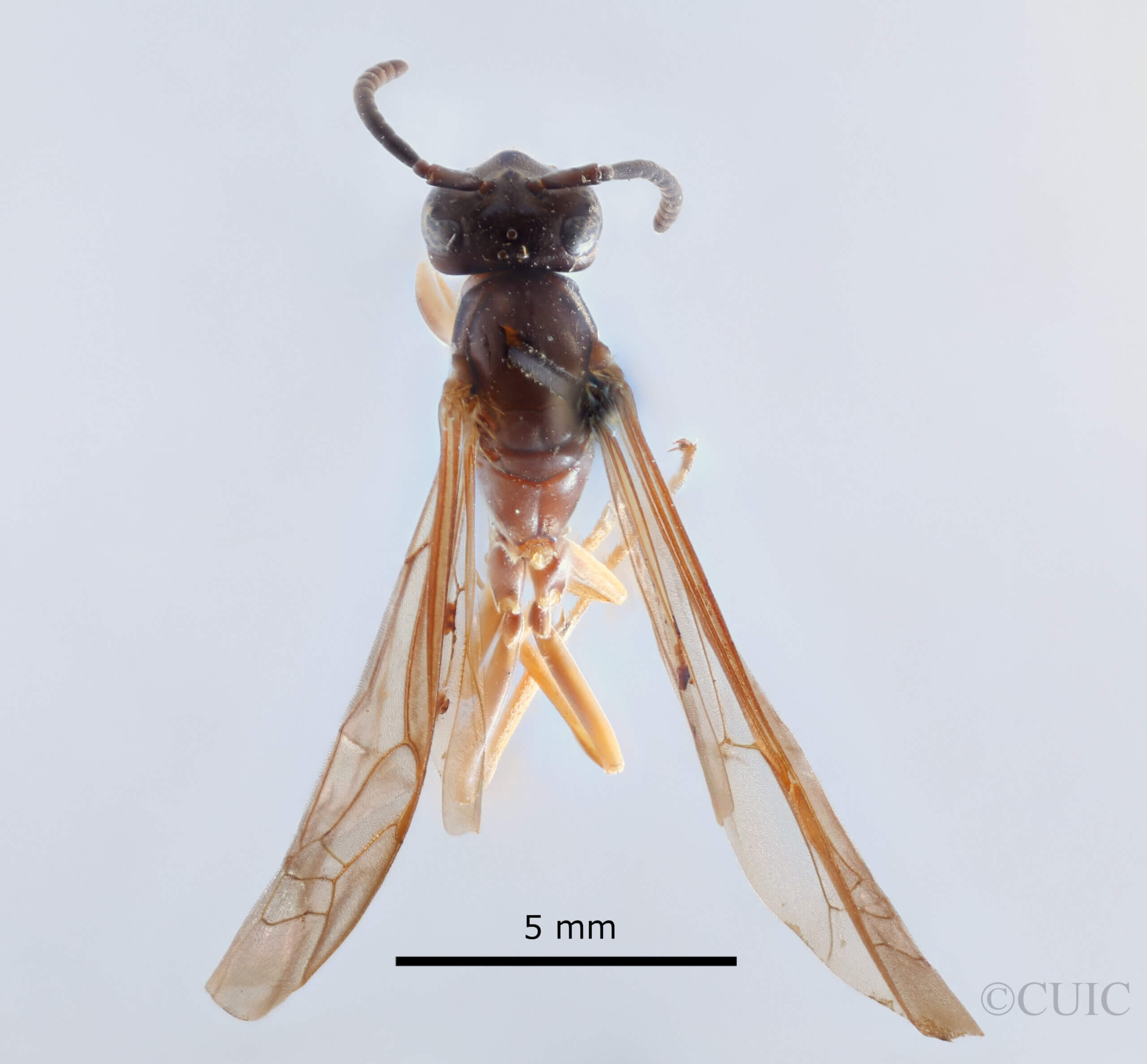 dorsal view of adult Gymnopolybia cornellianaRichards, 1943 in CUIC