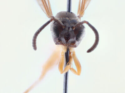 adult Gymnopolybia cornellianaRichards, 1943 in CUIC