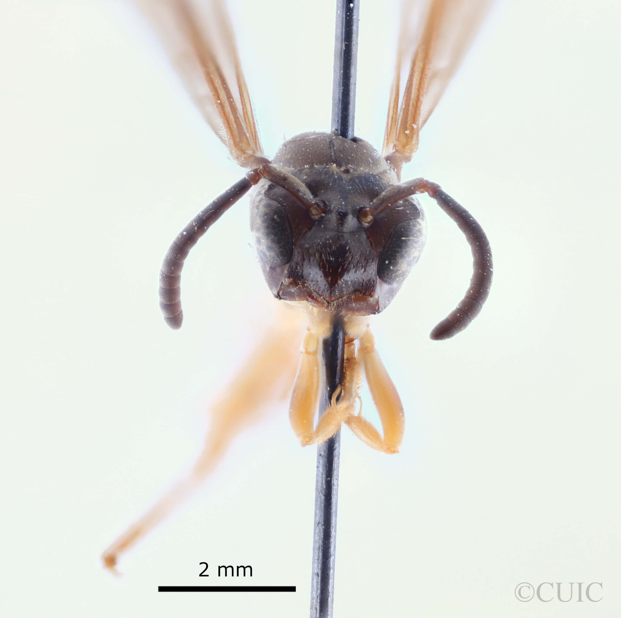 adult Gymnopolybia cornellianaRichards, 1943 in CUIC