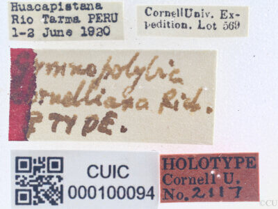 label view of adult Gymnopolybia cornellianaRichards, 1943 in CUIC
