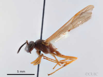 lateral view of adult Gymnopolybia cornellianaRichards, 1943 in CUIC