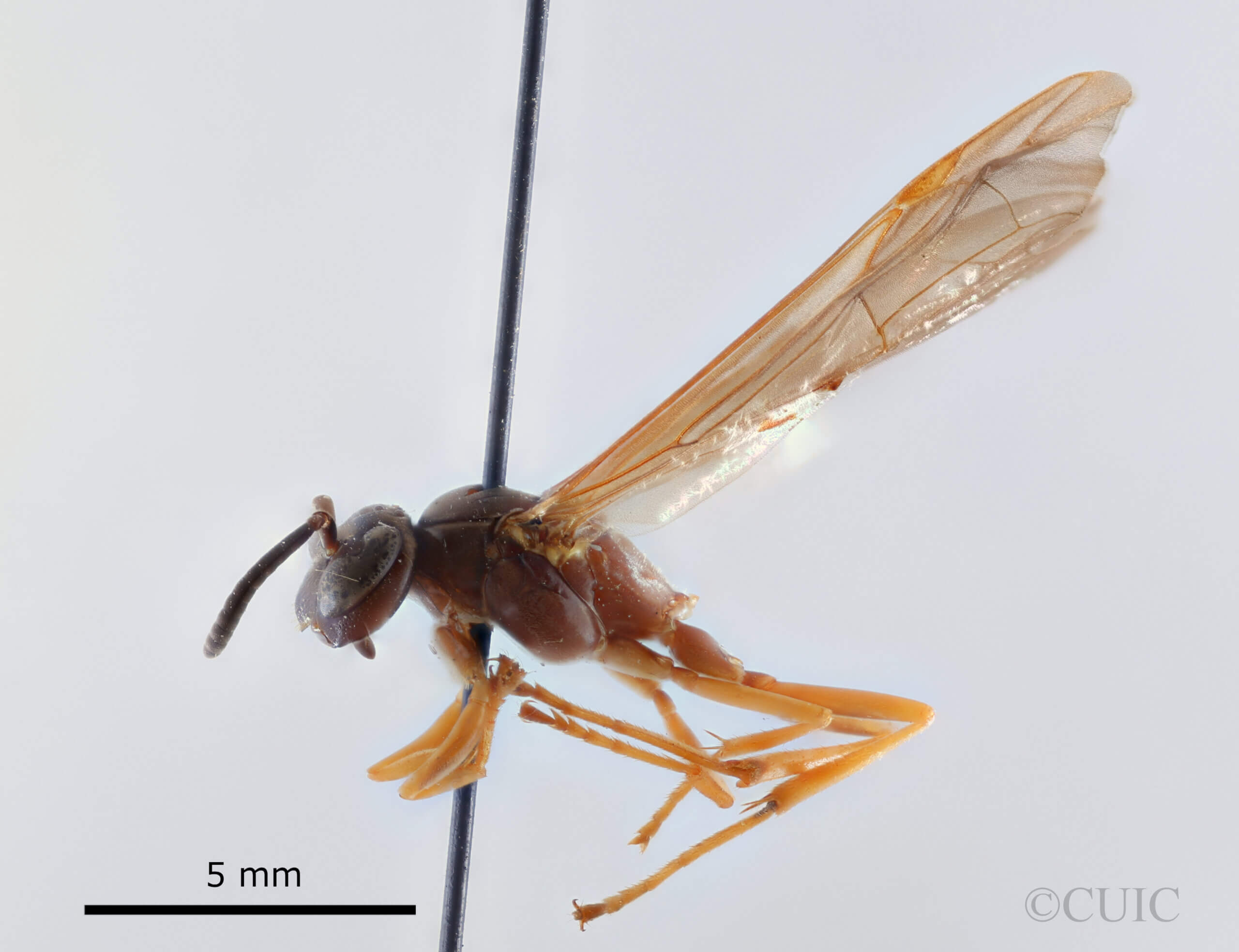 lateral view of adult Gymnopolybia cornellianaRichards, 1943 in CUIC