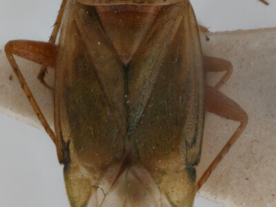 dorsal view of adult Apolygus lucorum