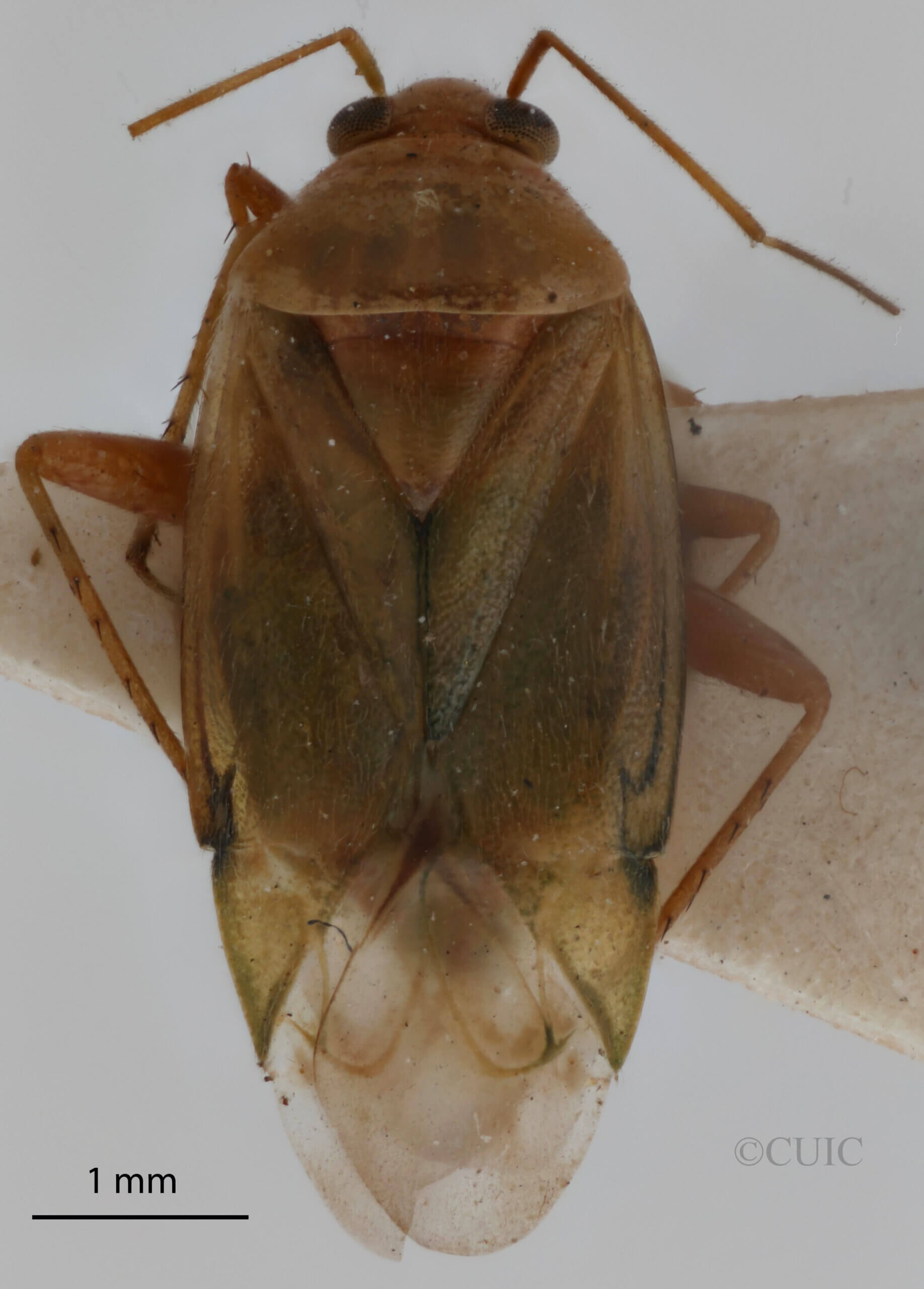 dorsal view of adult Apolygus lucorum