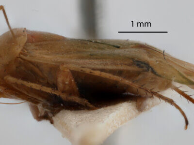 lateral view of adult Apolygus lucorum