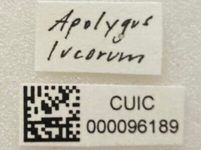 label view of adult Apolygus lucorum